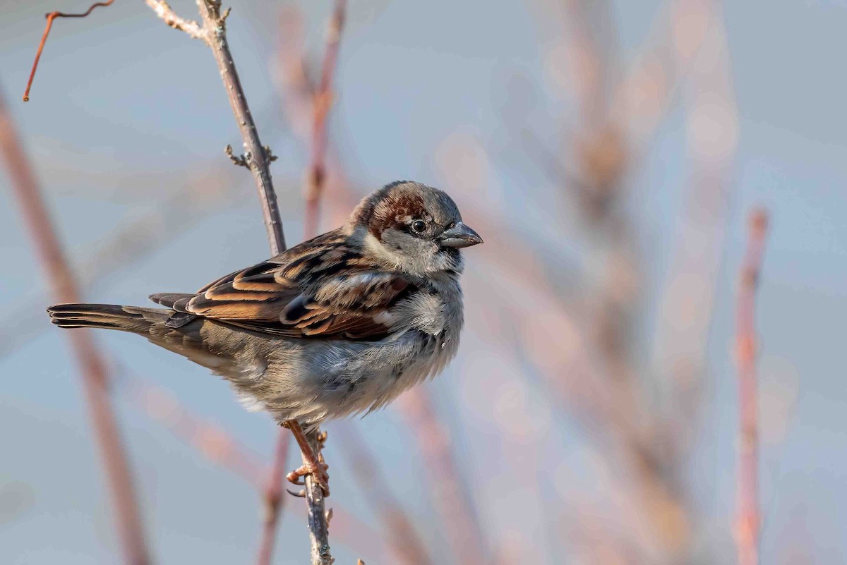 House Sparrow - ML648243790