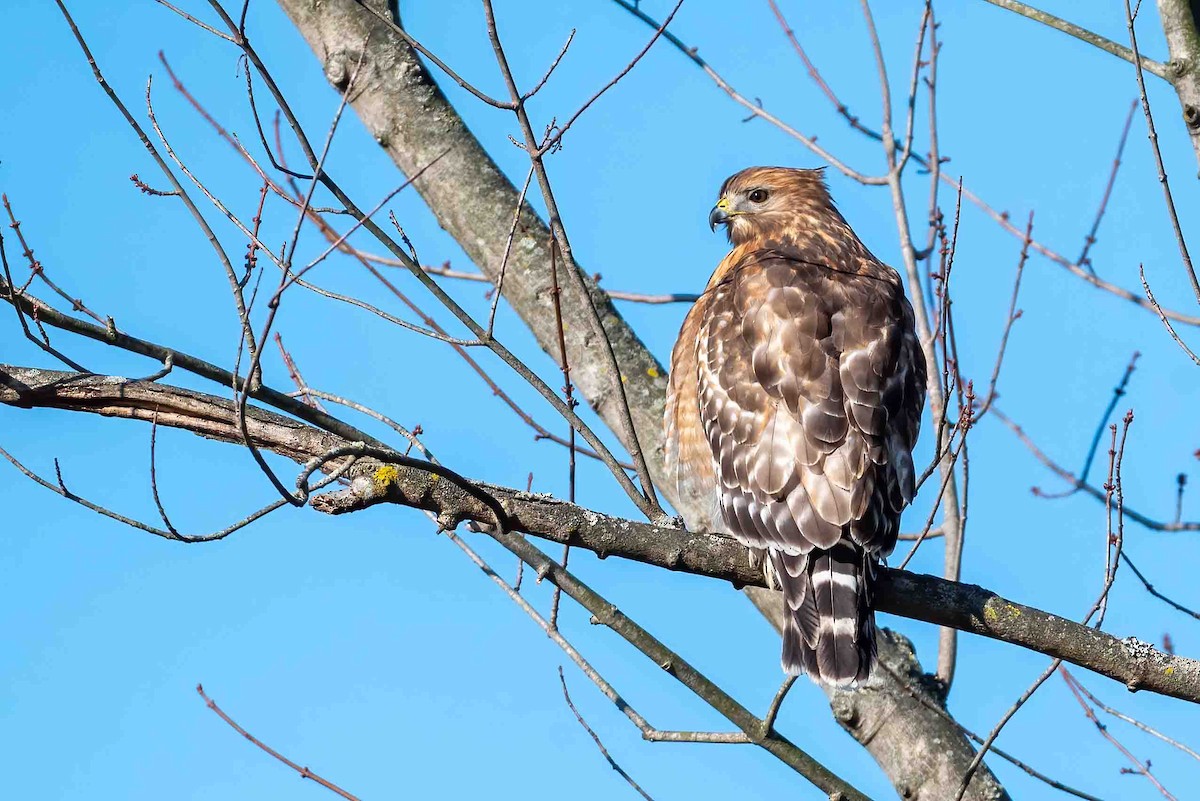 Red-shouldered Hawk - ML648243834