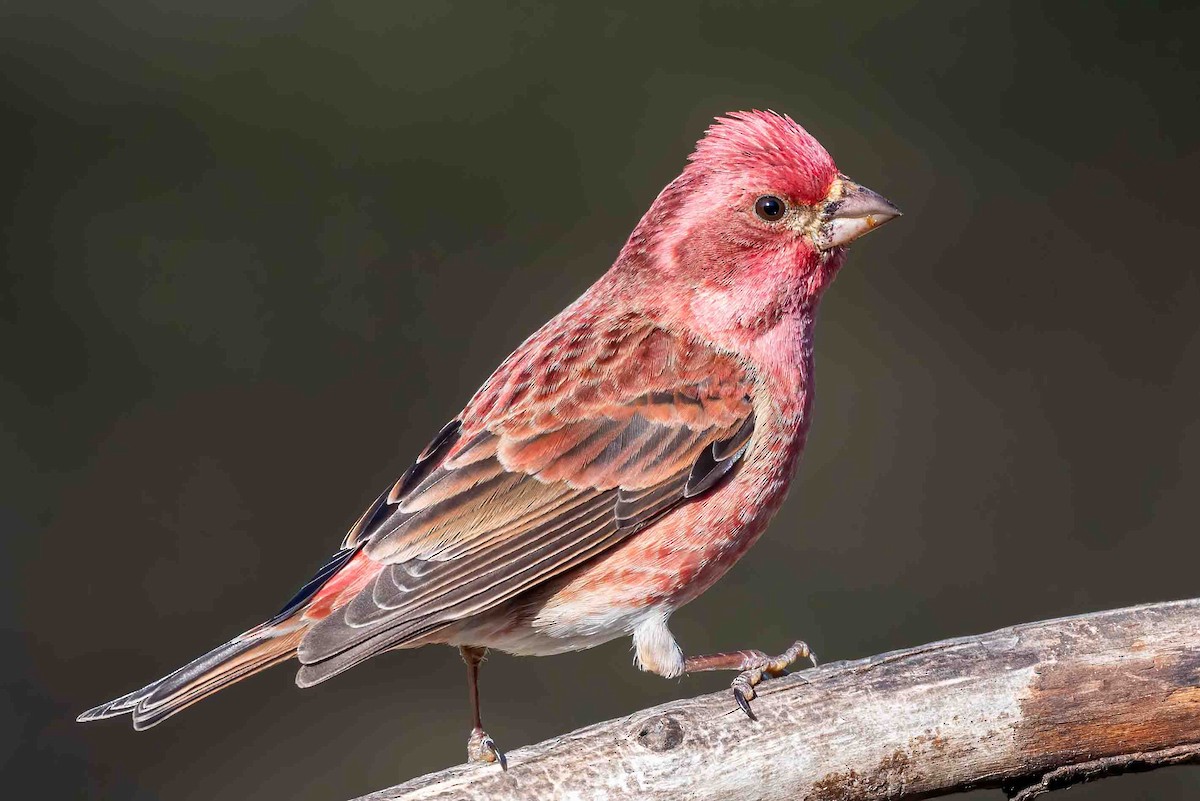 Purple Finch - ML648243868