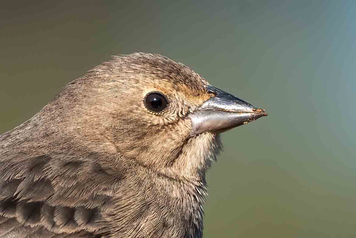 Brown-headed Cowbird - ML648243928