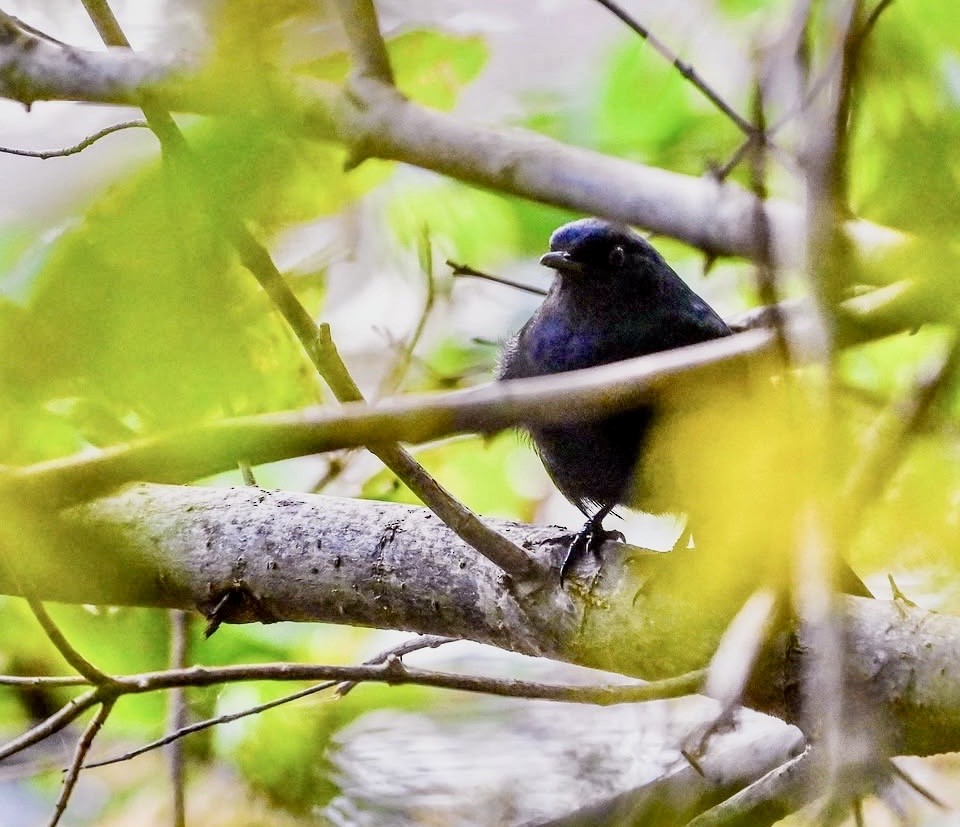Black Catbird - ML648243965