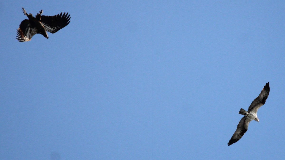 Pigargo Americano - ML648245609