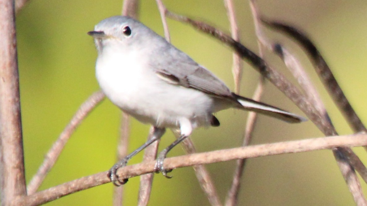 Perlita Grisilla - ML648245634