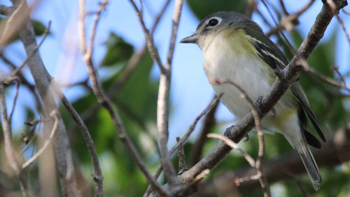 Vireo Solitario - ML648245753