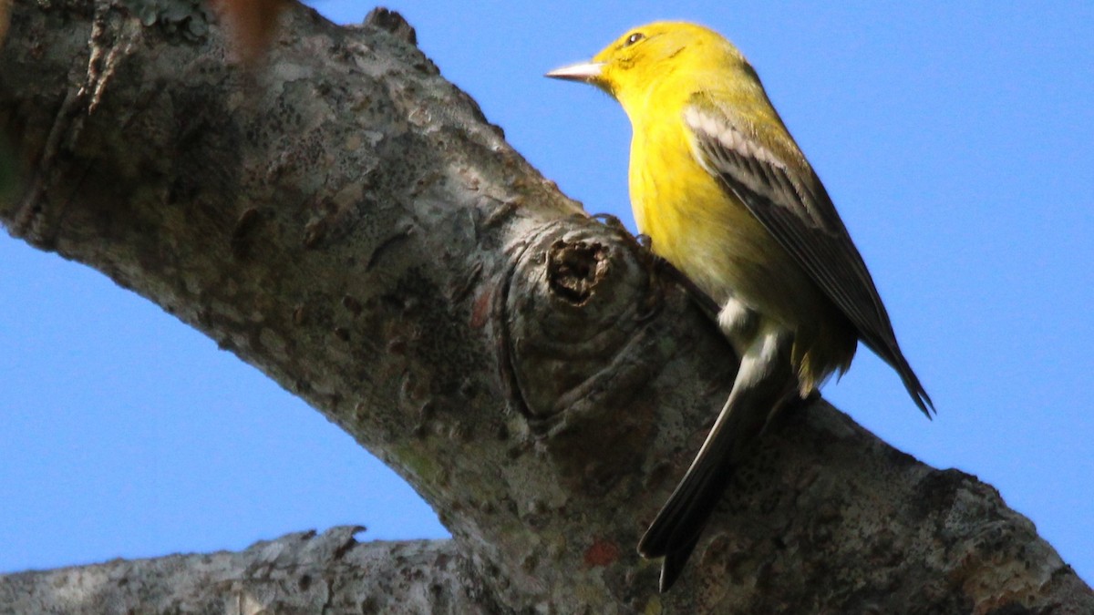 Paruline des pins - ML648245780