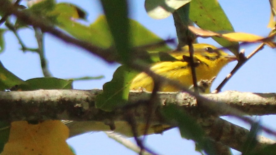 Paruline des prés - ML648245787