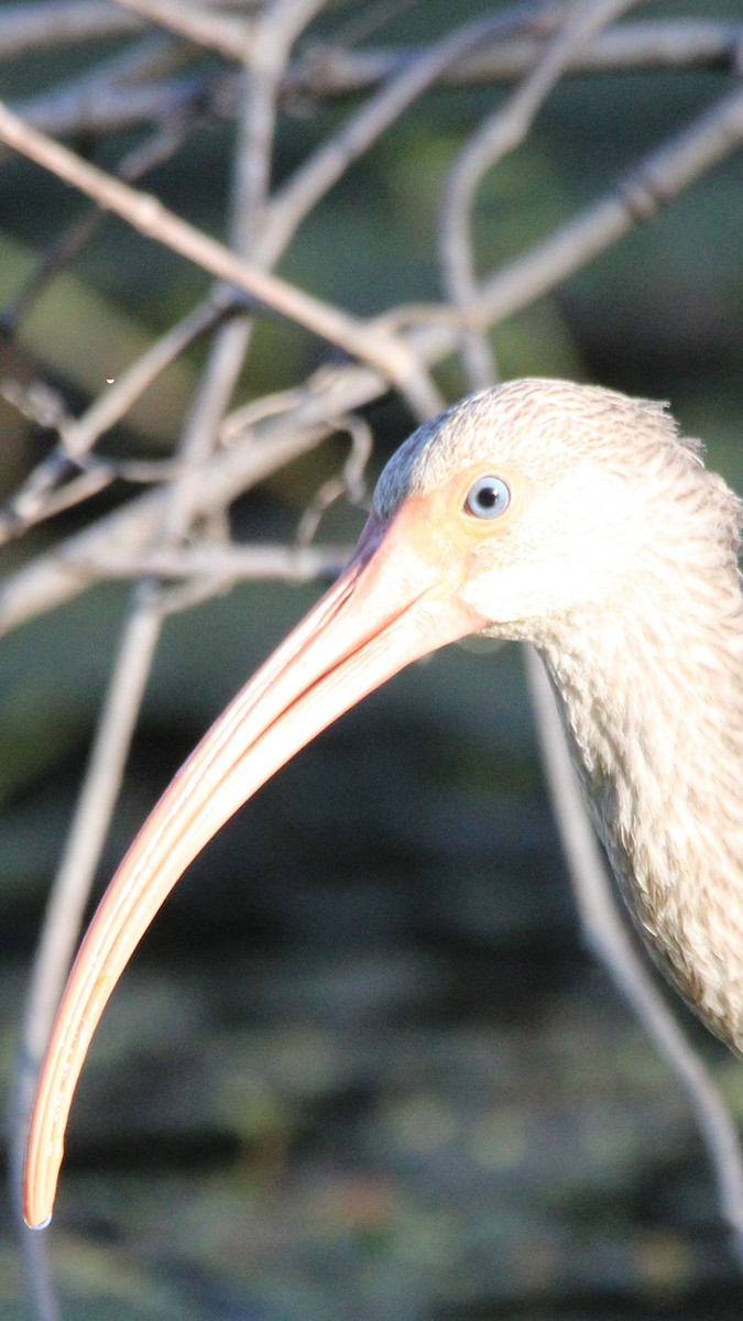 Ibis blanc - ML648245840