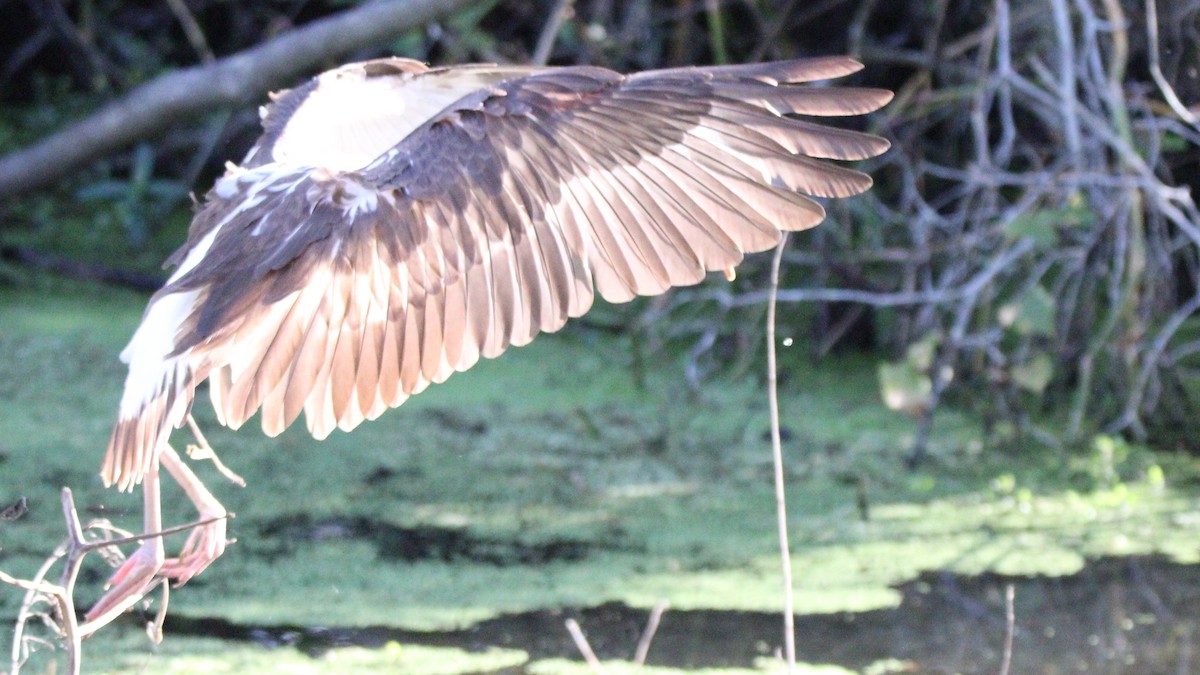 Ibis blanc - ML648245841