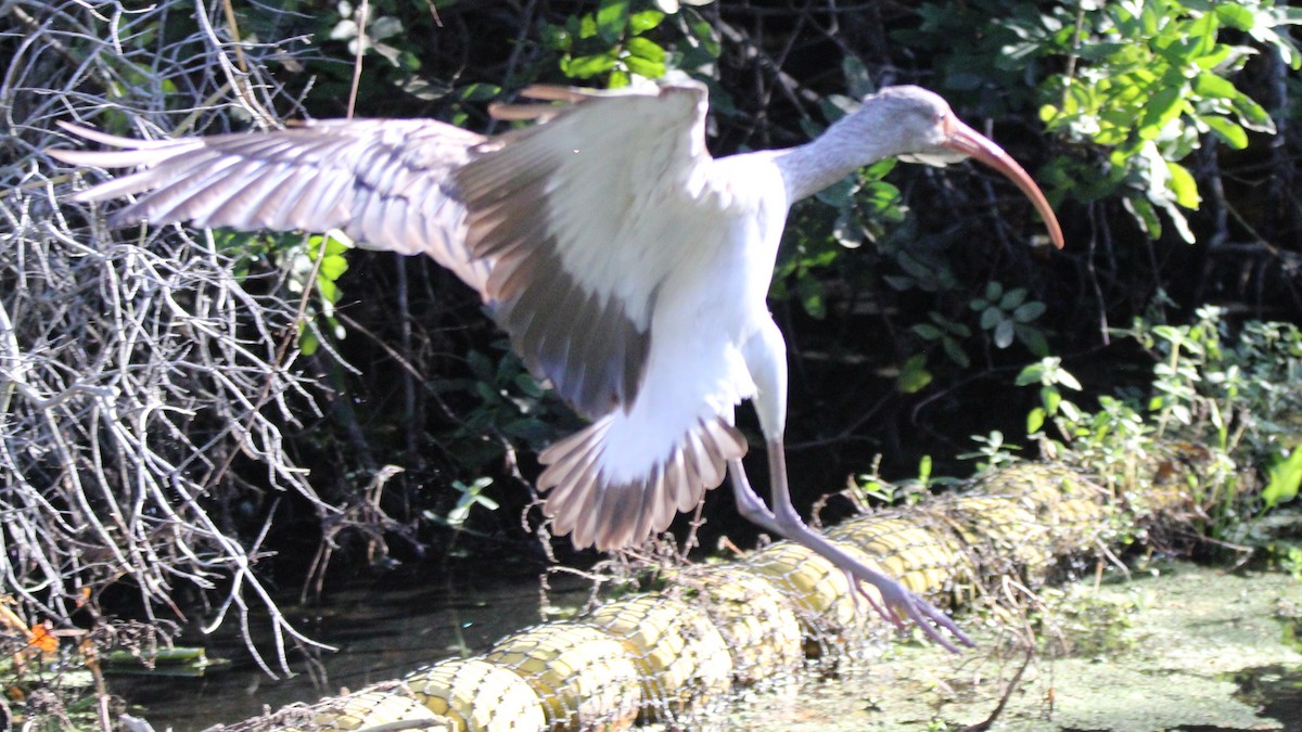 Ibis blanc - ML648245842