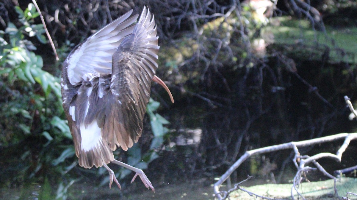 Ibis blanc - ML648245843