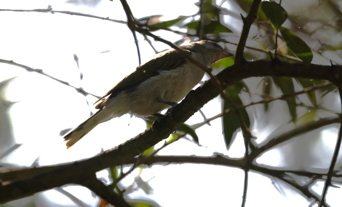 Lesser Honeyguide - ML648246130