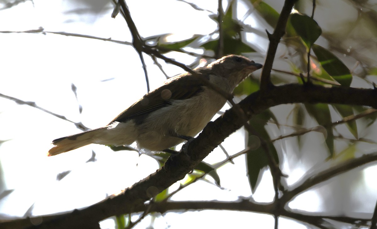 Lesser Honeyguide - ML648246131