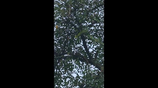 Amazzone fronteblu - ML648246342