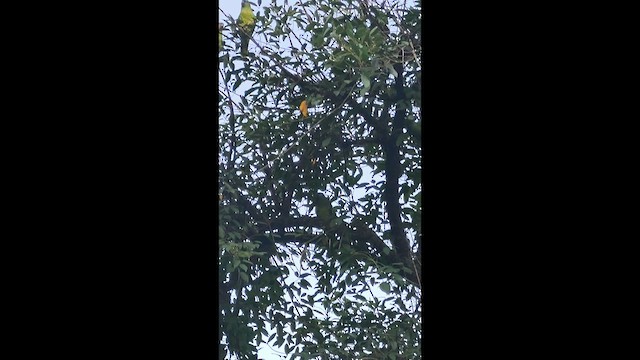 Amazzone fronteblu - ML648246344