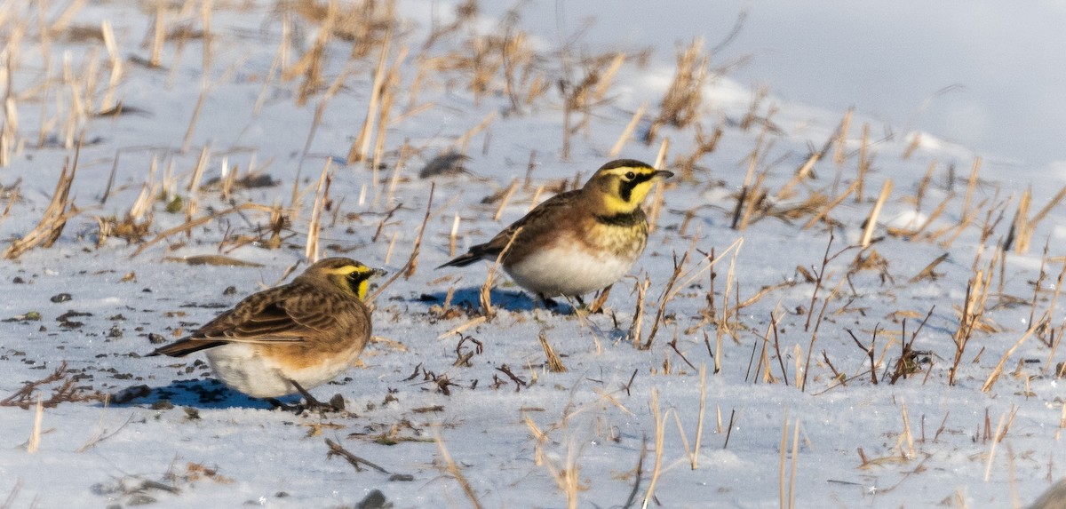 skřivan ouškatý - ML648247008