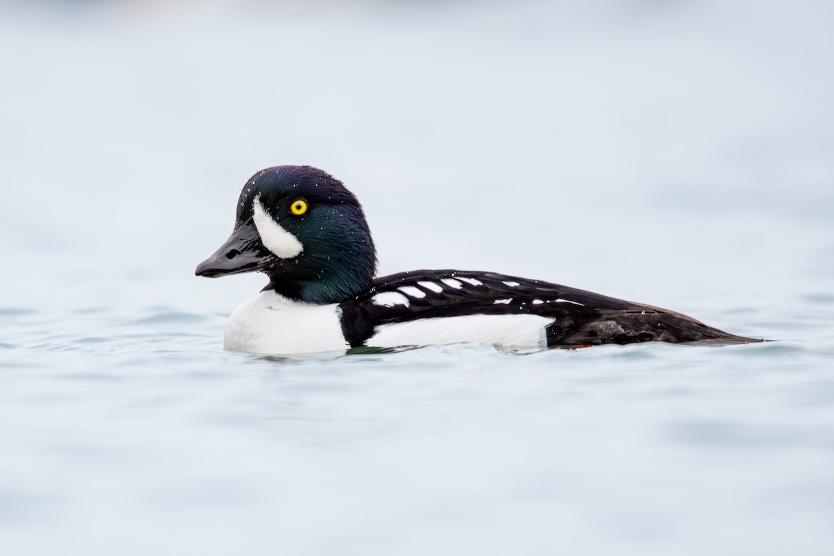 עבראש איסלנדי - ML648247143