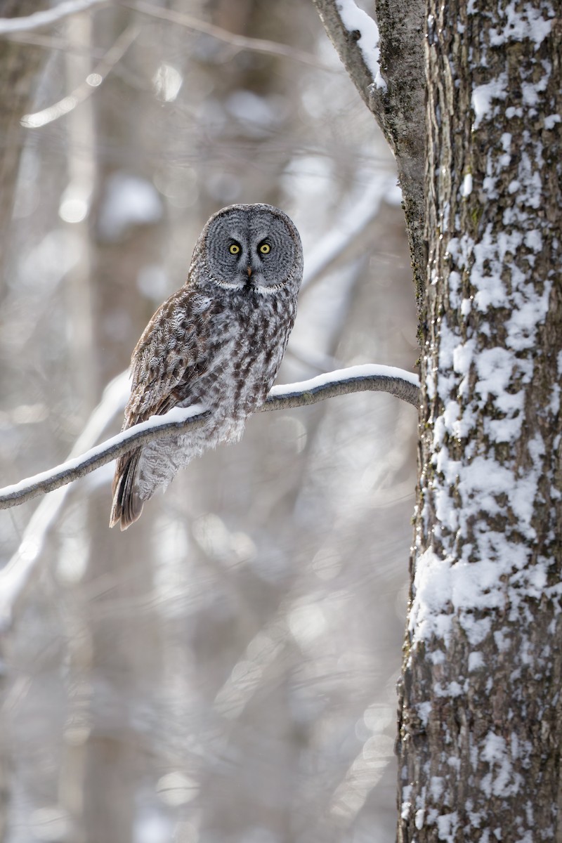 Сова бородата - ML648247279