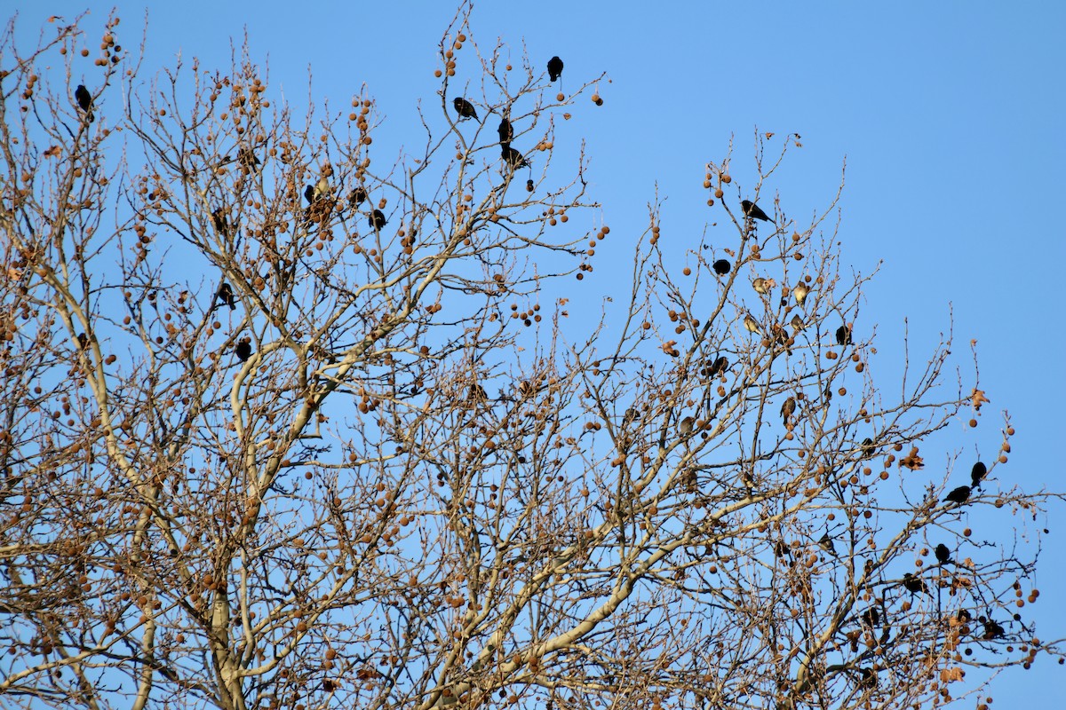 שחרורית אדומת-כנף - ML648247630