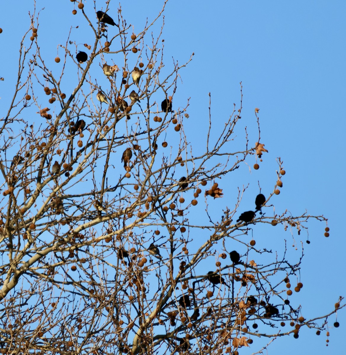ציצנית אמריקנית - ML648247636