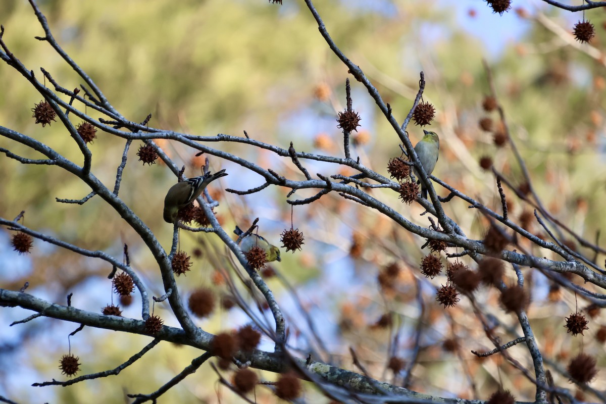 American Goldfinch - ML648247718
