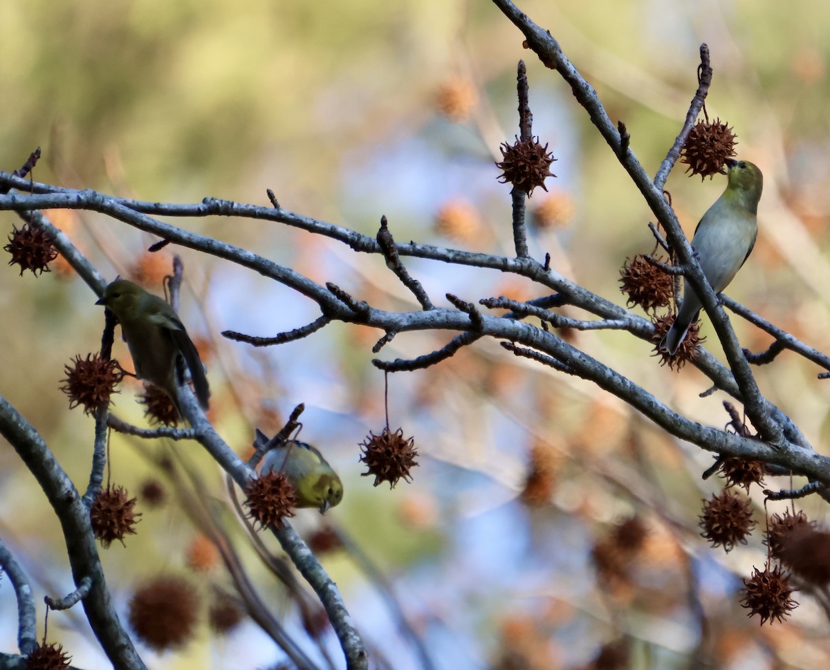 American Goldfinch - ML648247735
