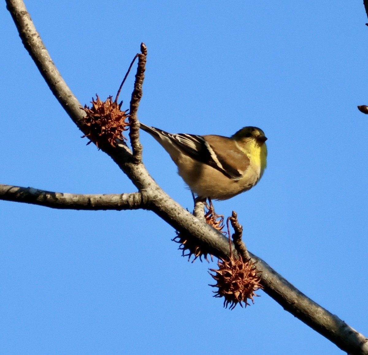 American Goldfinch - ML648247743