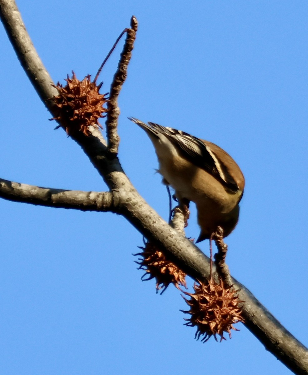 American Goldfinch - ML648247754