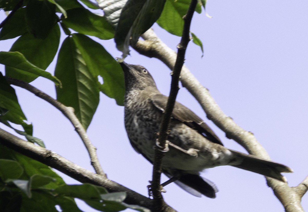 Scaly-breasted Thrasher - ML648247878