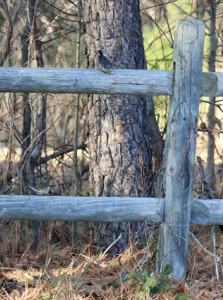 סבכון הכתר - ML648247983