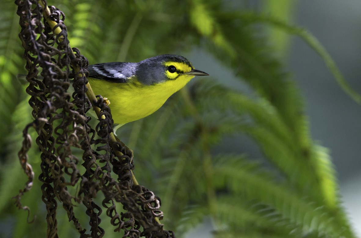 St. Lucia Warbler - ML648248006