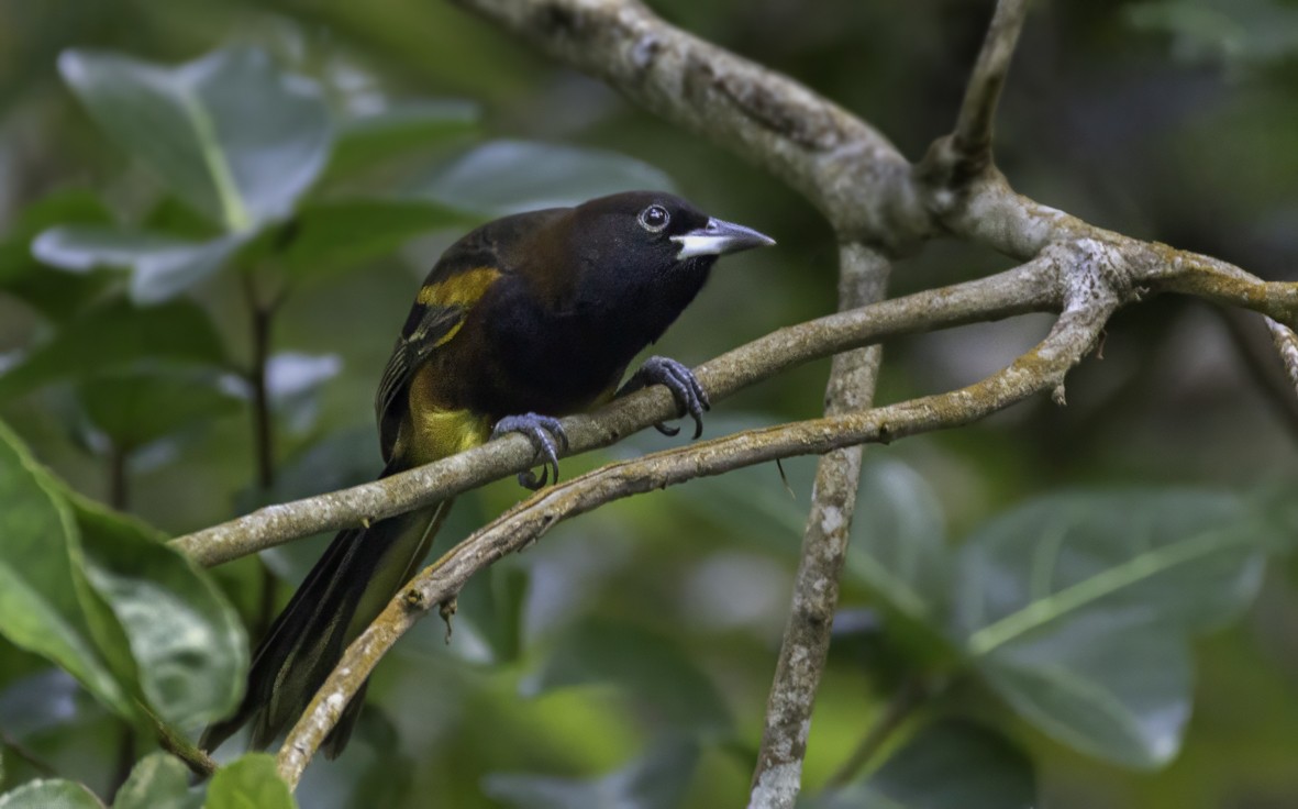 St. Lucia Oriole - ML648248022