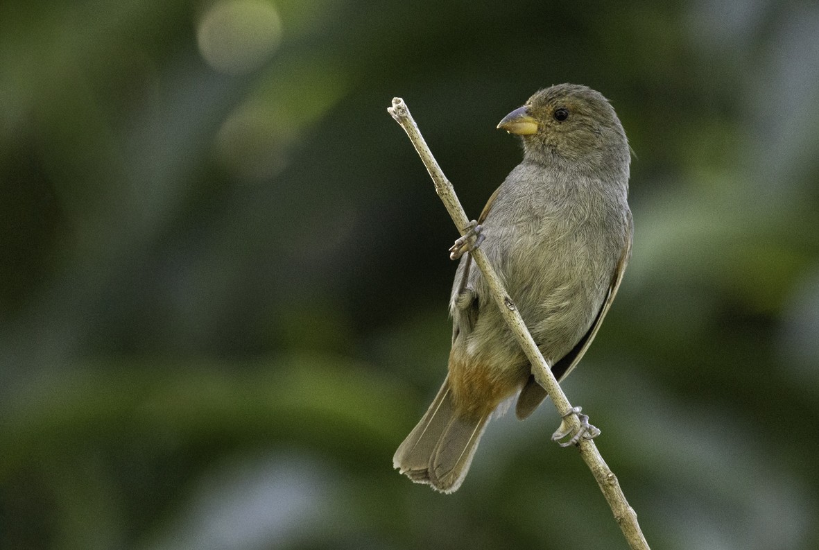 Lesser Antillean Bullfinch - ML648248040
