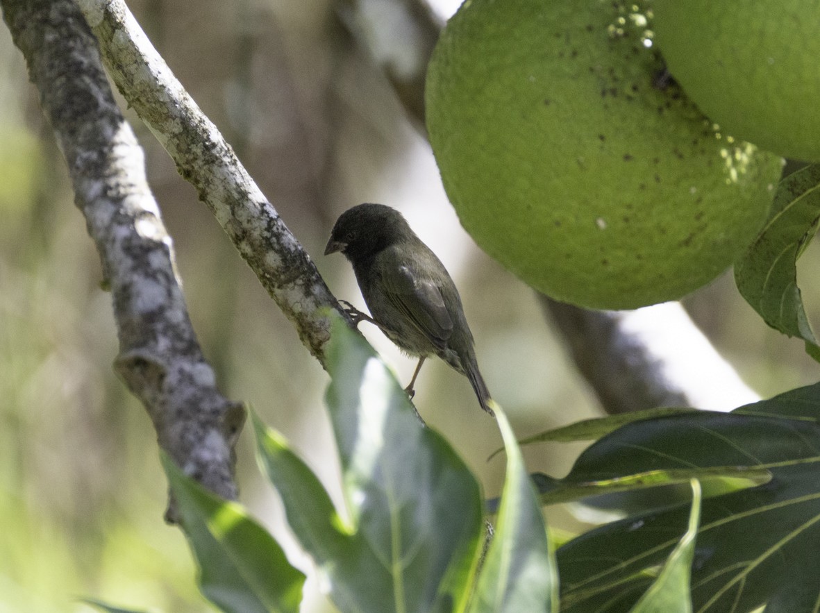 Black-faced Grassquit - ML648248055