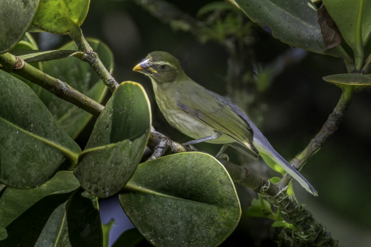 Lesser Antillean Saltator - ML648248189