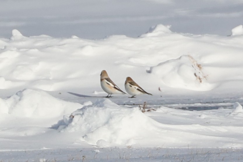 snøspurv - ML648248250