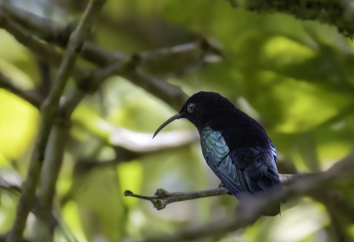 Purple-throated Carib - ML648248417