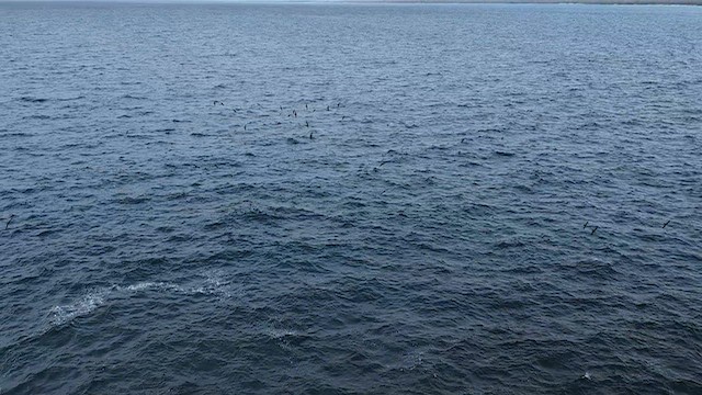 Gabai galapagoarra - ML648249060