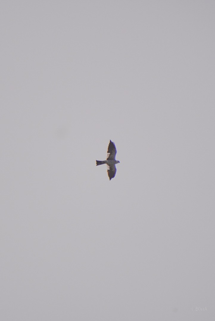 Mississippi Kite - ML648249219