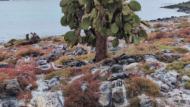 Antxeta miru-buztana - ML648249361