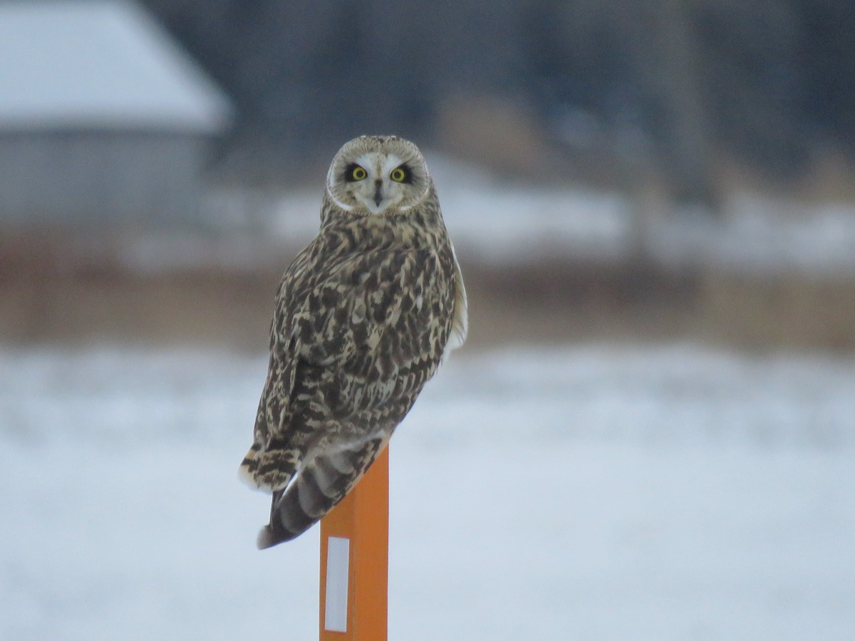 Short-eared Owl - ML648249694