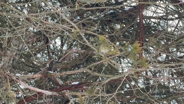 Ruby-crowned Kinglet - ML648249700