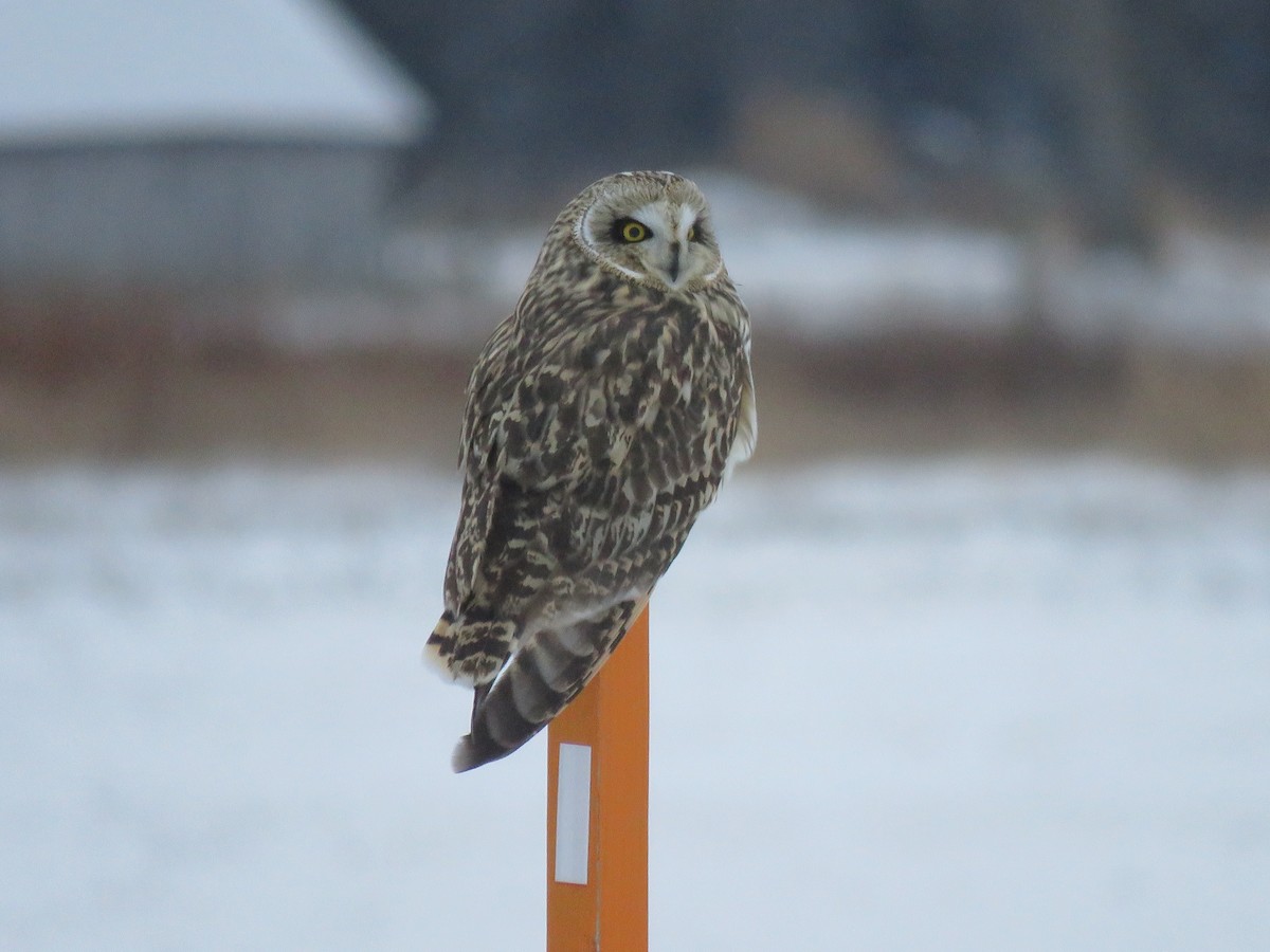 Short-eared Owl - ML648249725