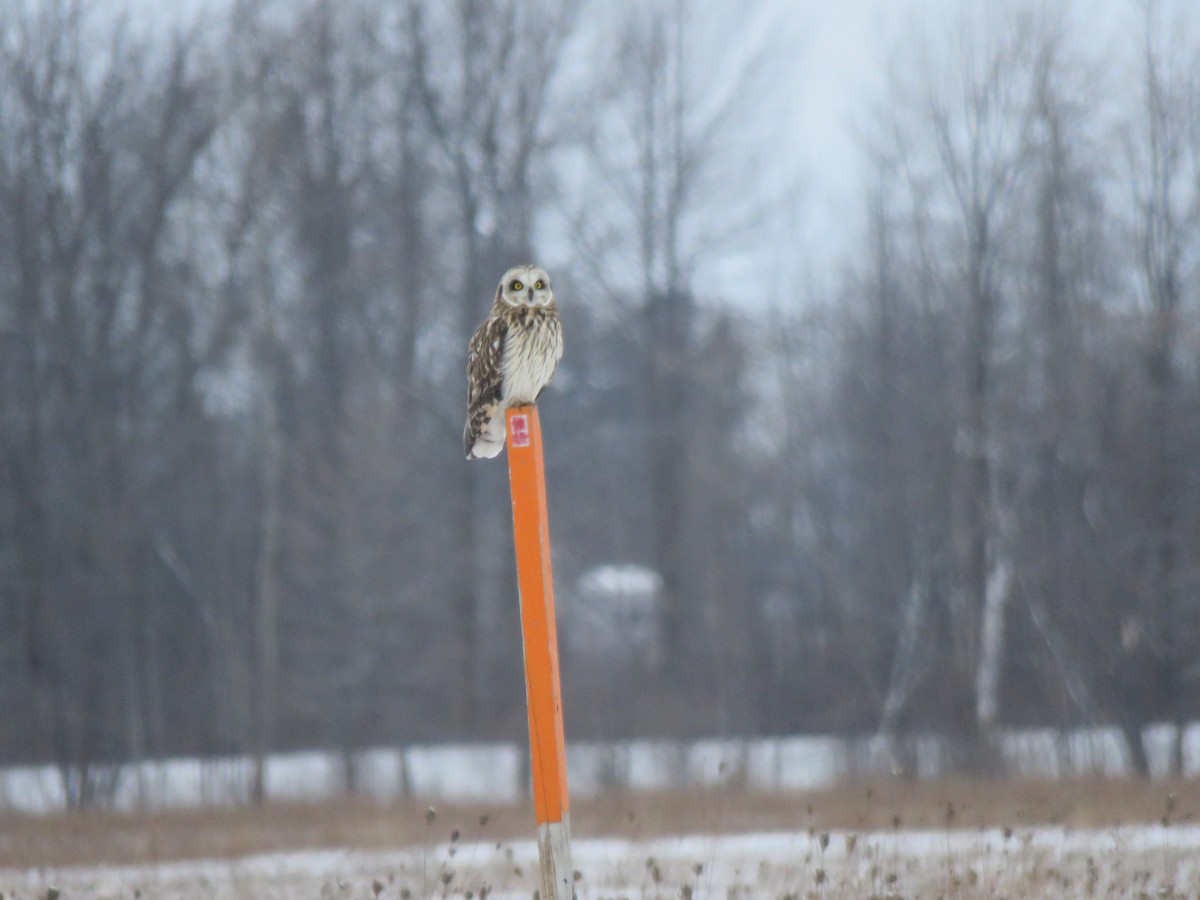 Short-eared Owl - ML648249742