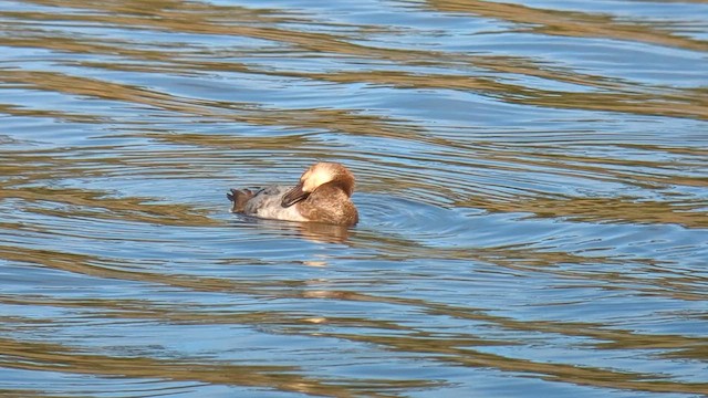 Murgilari bizkarzuria - ML648249802