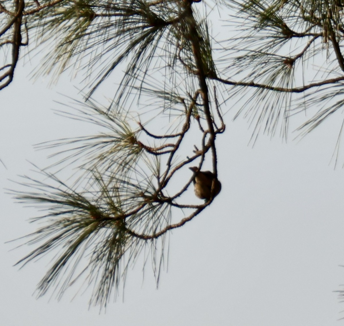 סיטה קנדית - ML648249807