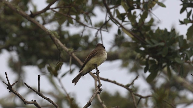 Moucherolle phébi - ML648249830