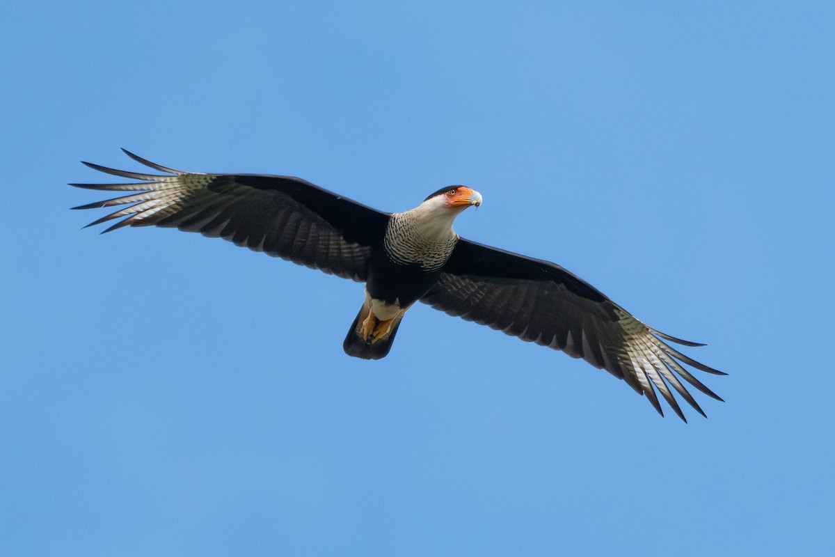 karančo jižní (ssp. cheriway) - ML648249860