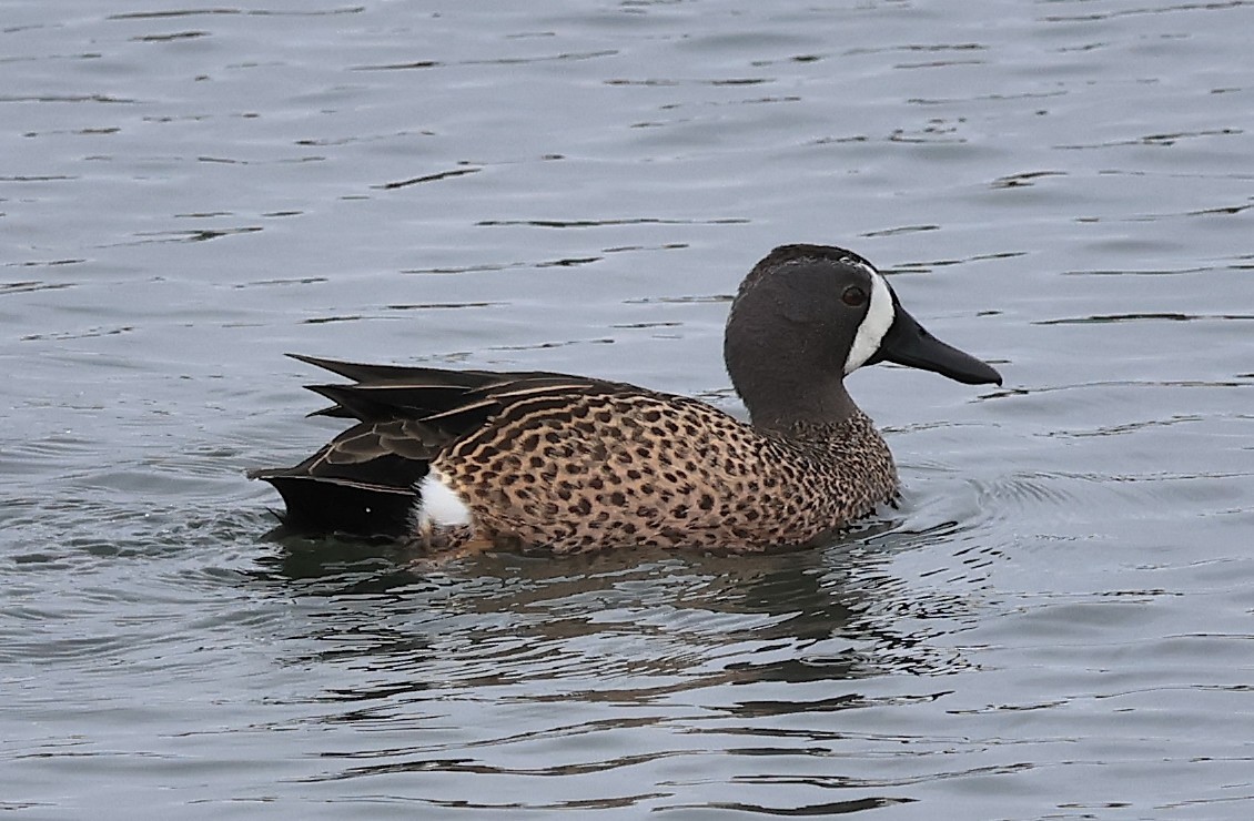 California Bird Atlas Checklist - 4 Jan 2026 - Bolsa Chica Ecological ...