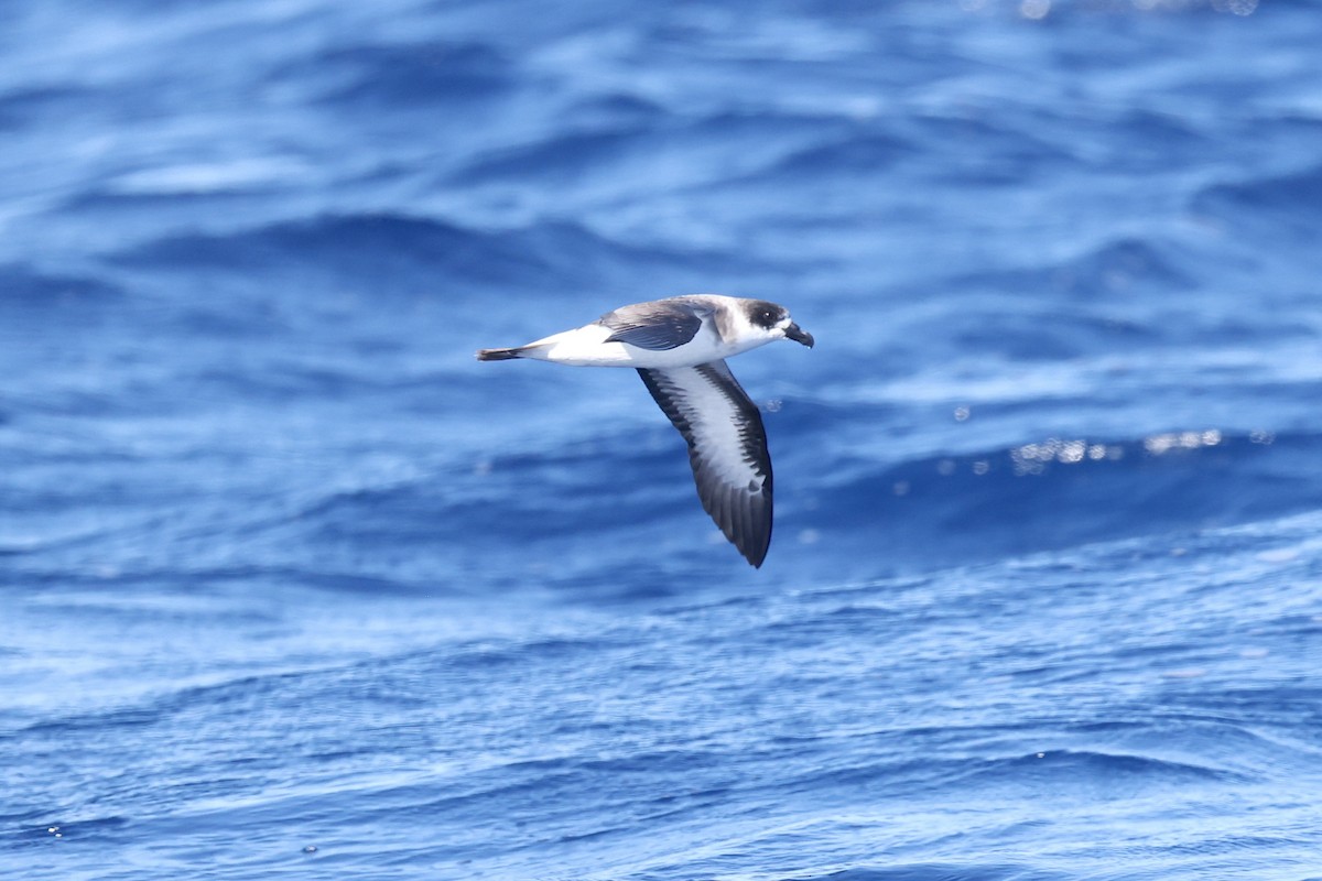 Black-capped Petrel - ML648250652