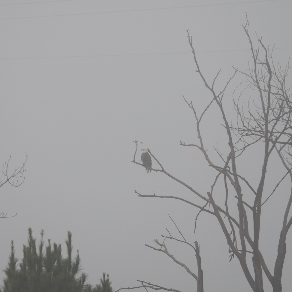 Pigargo Americano - ML648250659